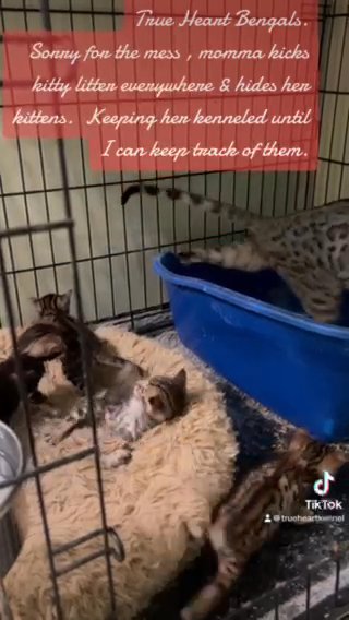 TICA BENGALS