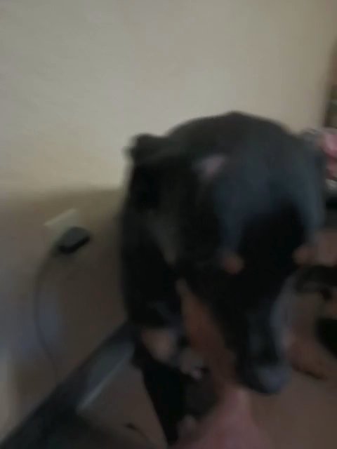 rottweiler going to good home