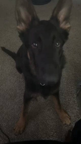 PUREBRED GERMAN SHEPHERD PUPPY