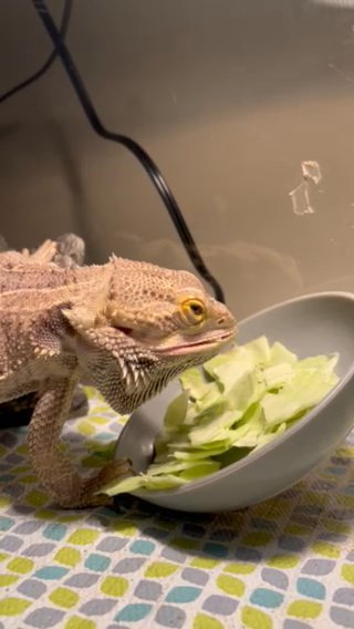 bearded dragon and enclosure