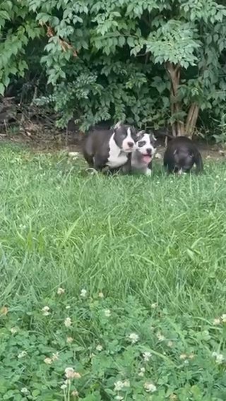 American Bully