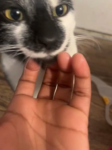 Cat For Sale