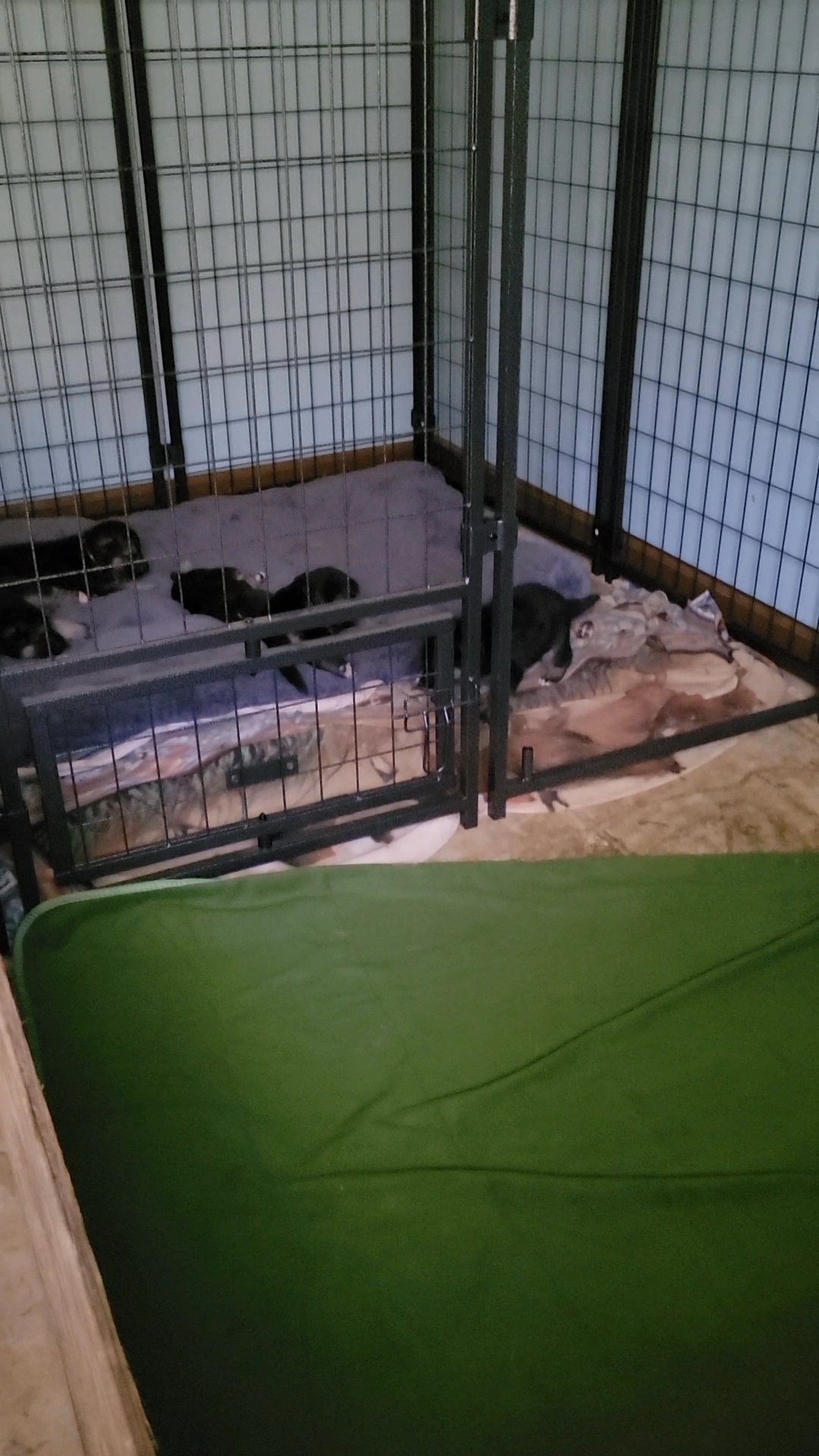 5 Talking, Howling CKC Shepard Husky Puppies
