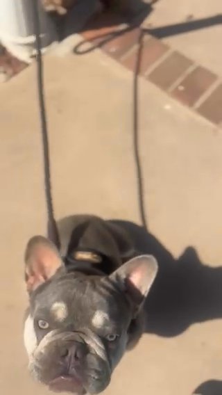 French Bulldog