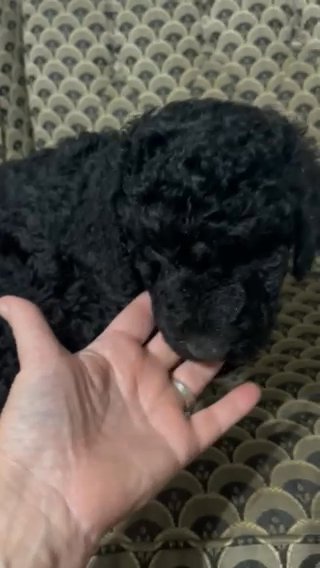 Beautiful black moyen ( medium dized) poodle