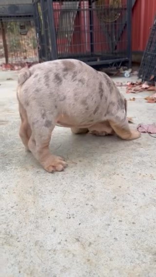 Lilac Merle Male