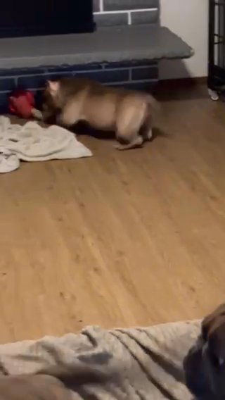 Micro bullies Available