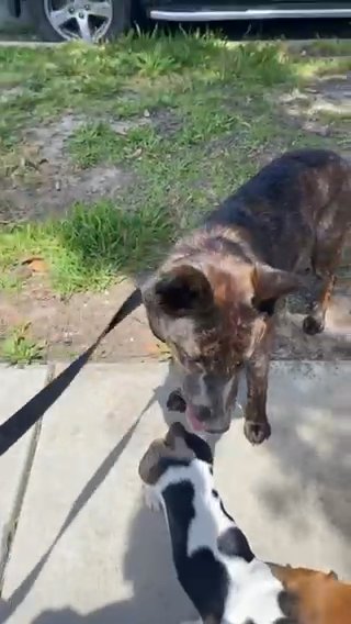 Rehoming Puppy