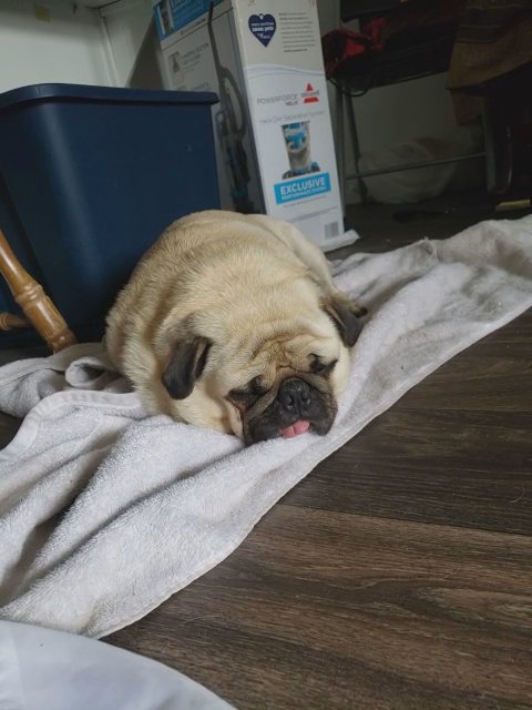 pug