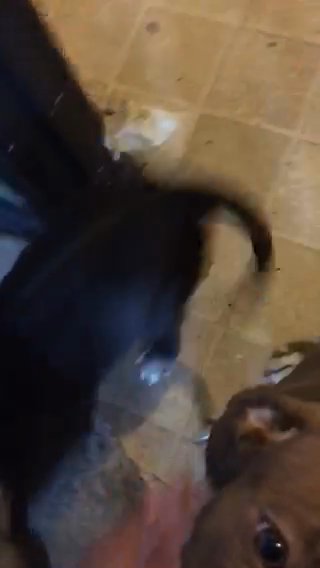 American Bullies