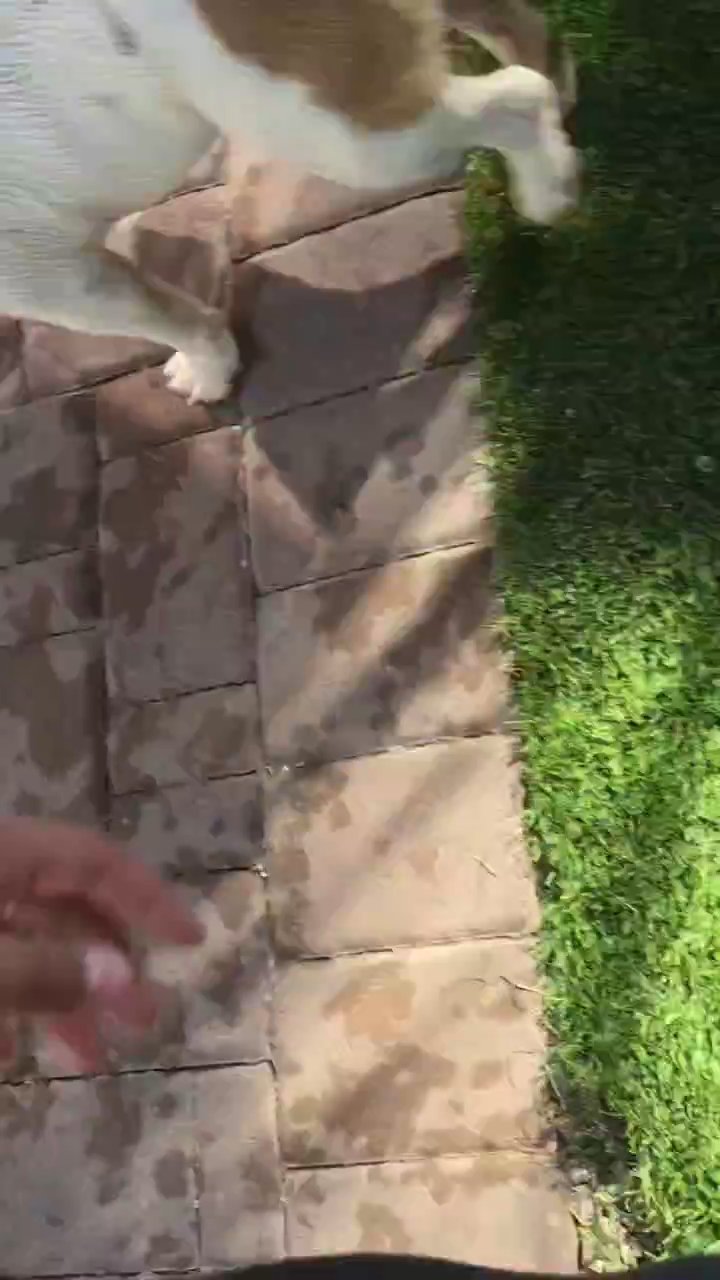 selling my english bulldog