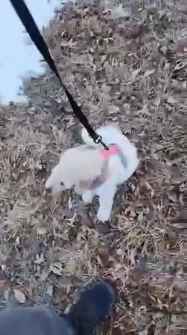 Golden Doodle
