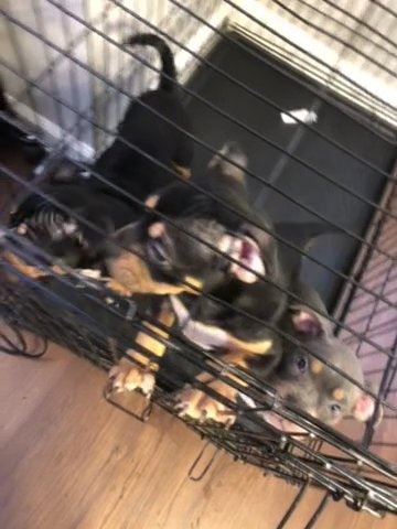 UKC Registered American Bullies $1000