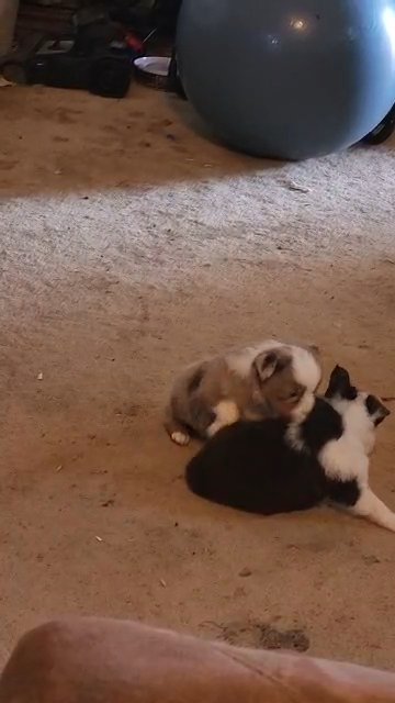 Mini Aussie Females