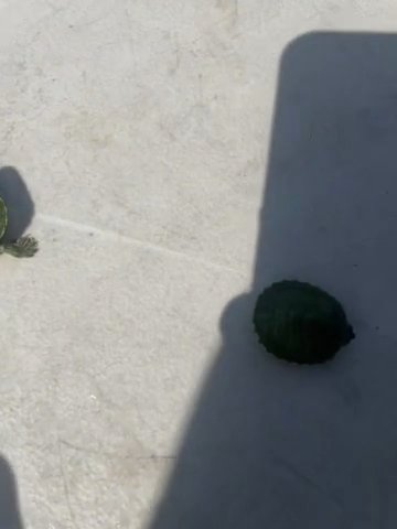 Baby Red Ear Slider Turtles