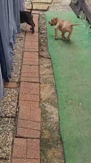 puppy power