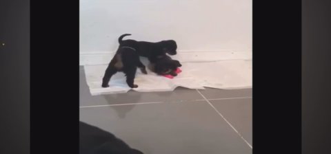 Rottweilers
