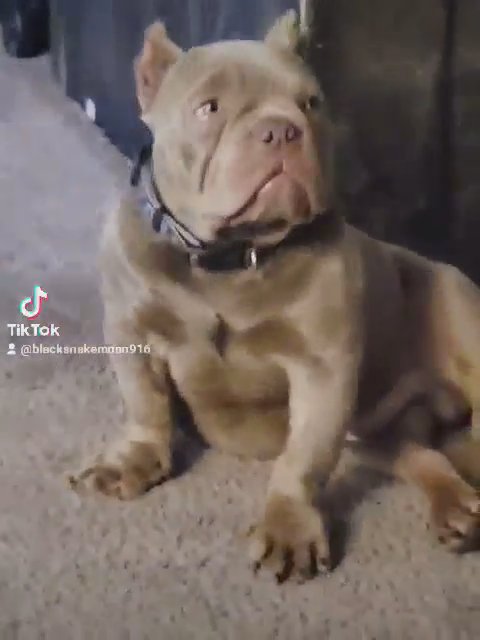 exotic pocket bully