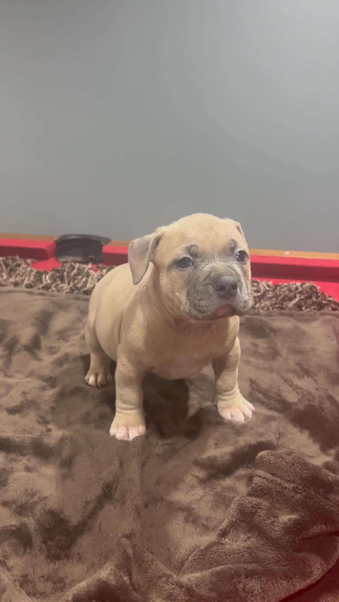American bully puppies