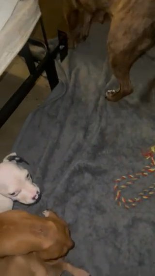 Last American Staffordshire Terriers!