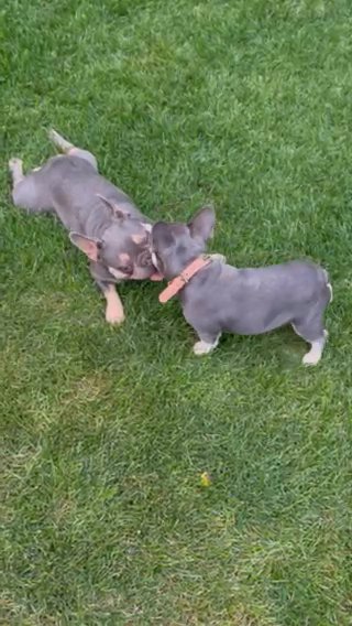AKC French Bulldog Puppies