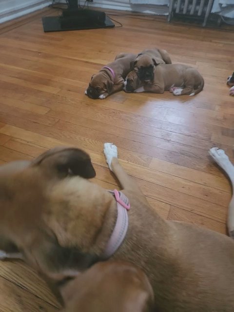 Boxers