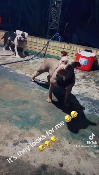 AMERICAN STANDARD BULLIES