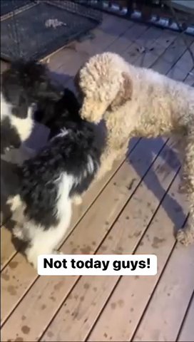 Goldendoodle