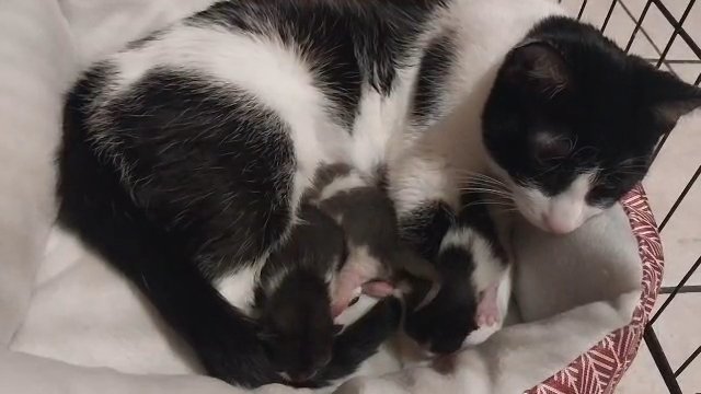 Maltese kitten 4 months