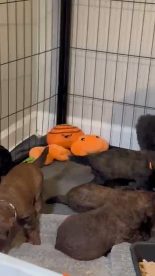 Bert & Dodger’s October 28 Litter