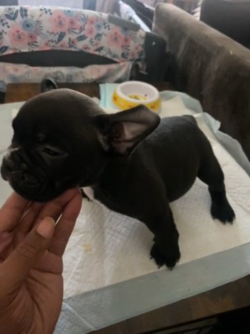 Puppy?