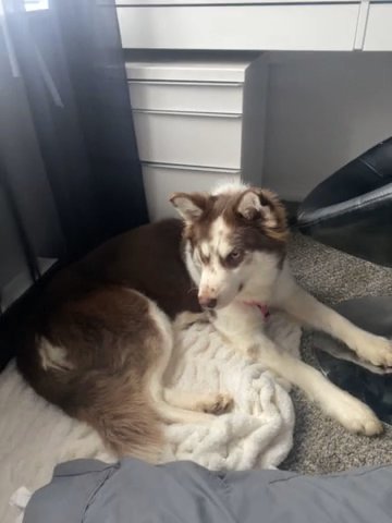 Siberian Husky