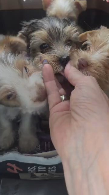 yorkies