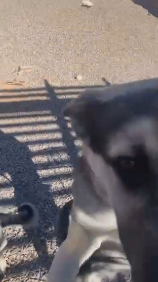 German, Shepherd And husky