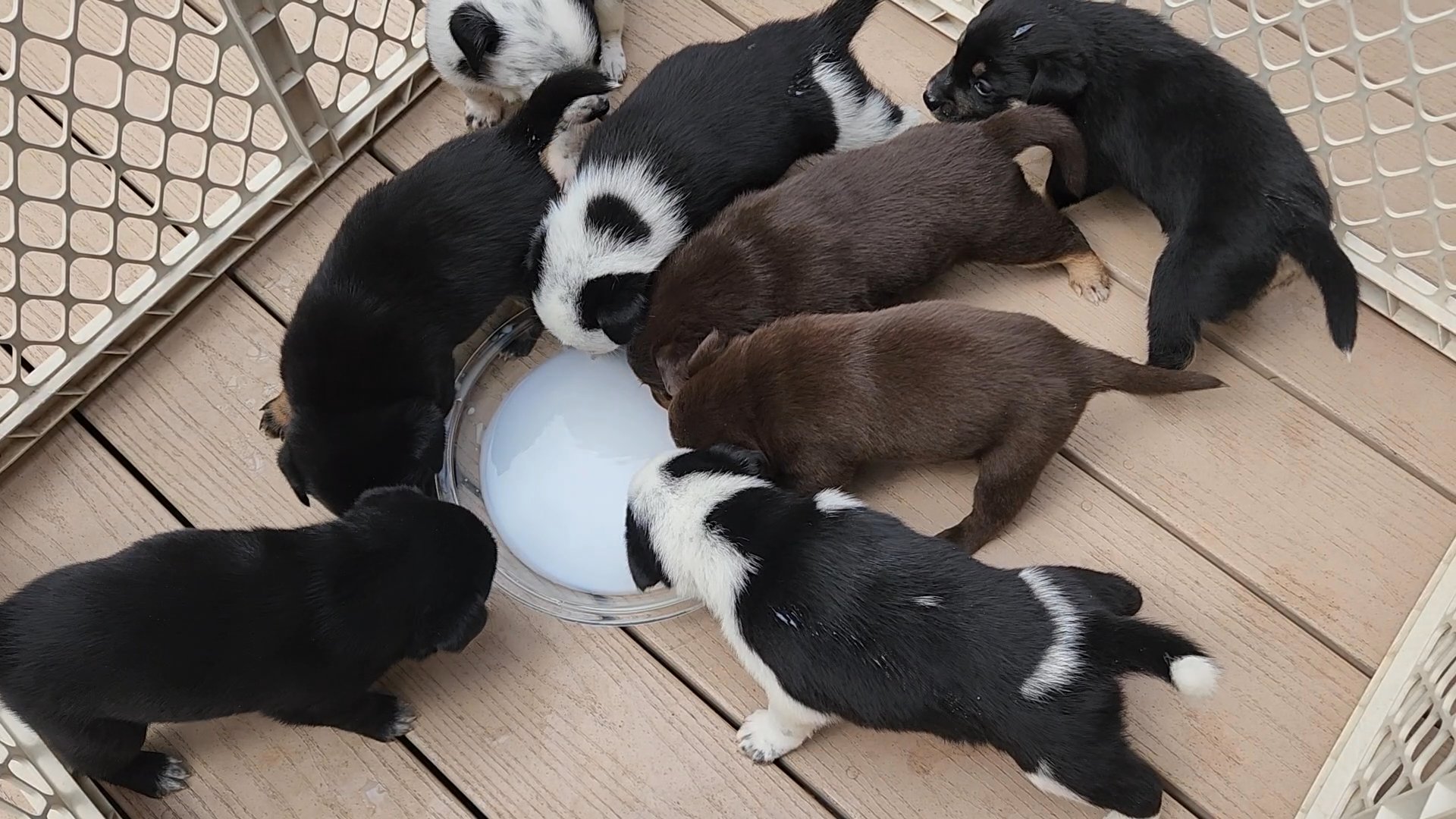 Labraheelers