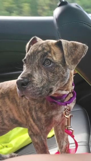 Pit Mix