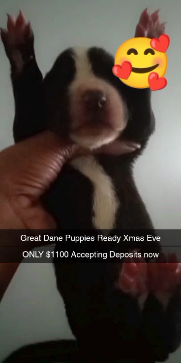 great Dane puppies