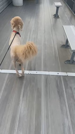 Cooper