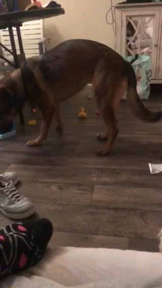 Stella
