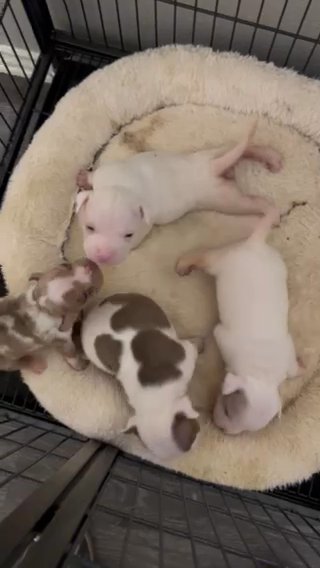 Quality Pups