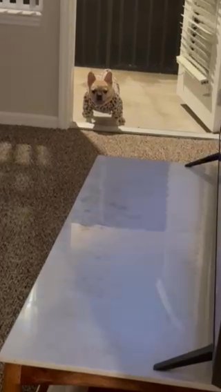 Creme Merle French Bulldog Female