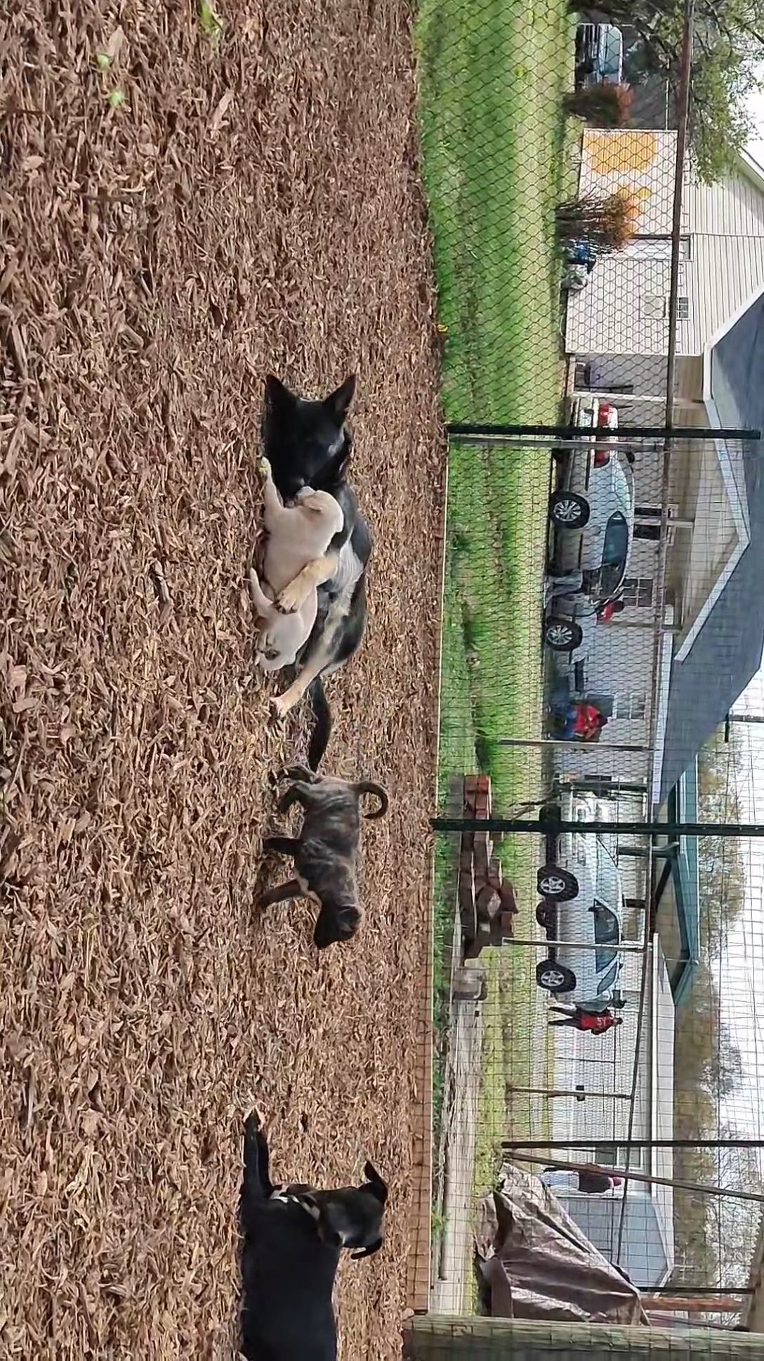 12 Week Old Puppies!!!!