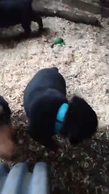 AKC Rottweiler turquoise boy