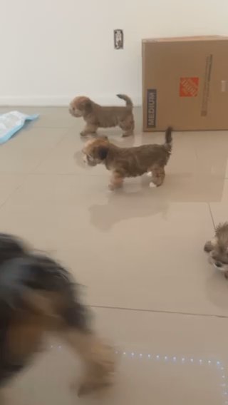 Morkie