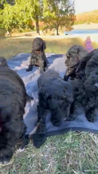 Standard poodle