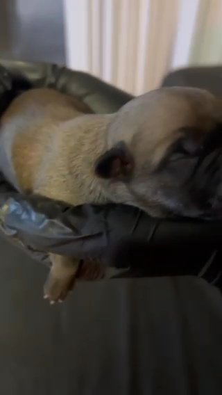 Cane Corso Puppies