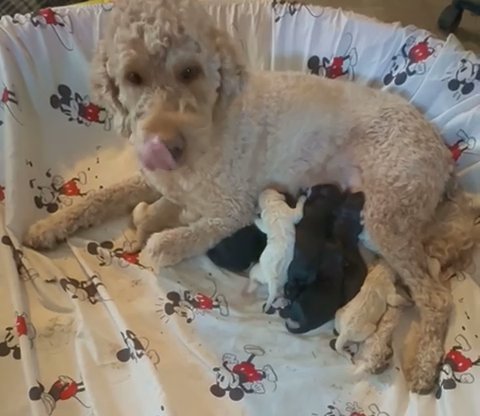 Goldendoodle