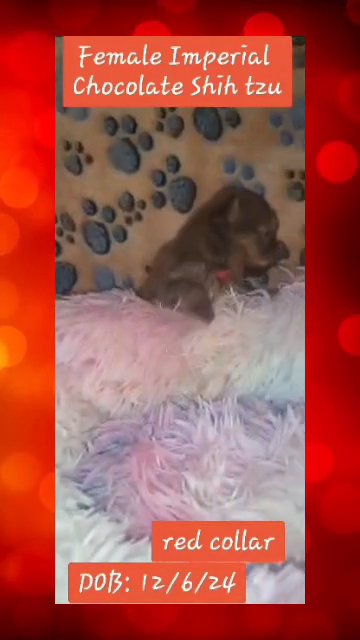 Female Imperial Shih Tzu