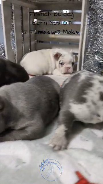 FRENCH BULLDOG PUPS BORN NOV 07 in Goshen, Indiana