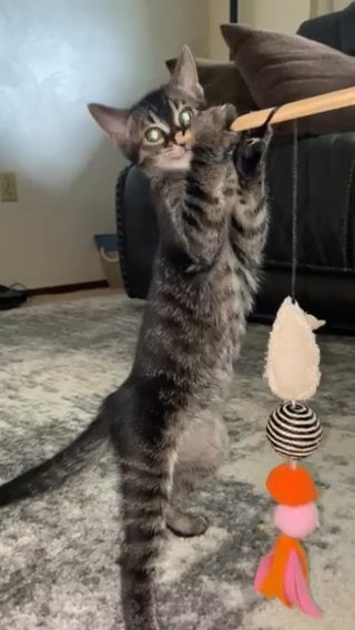 bengal kittens